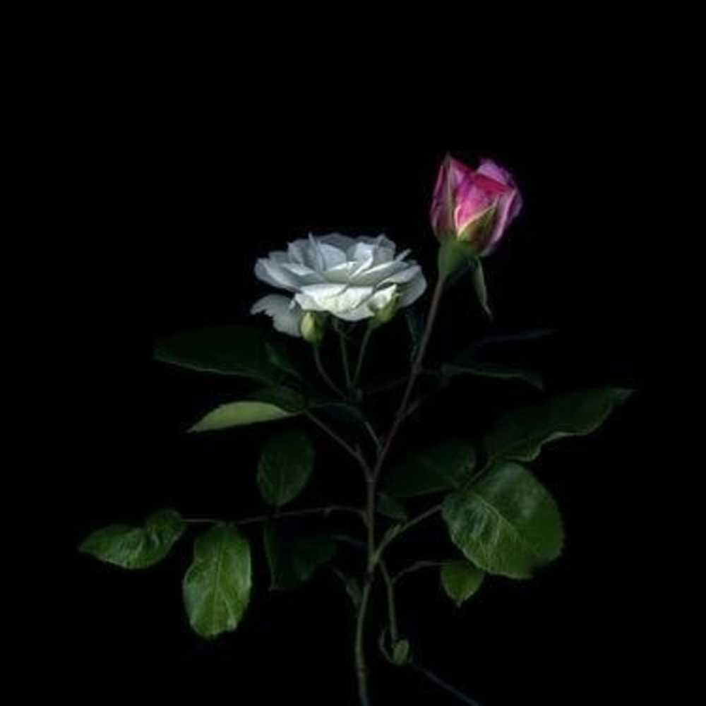 Meet your Posher, Cara